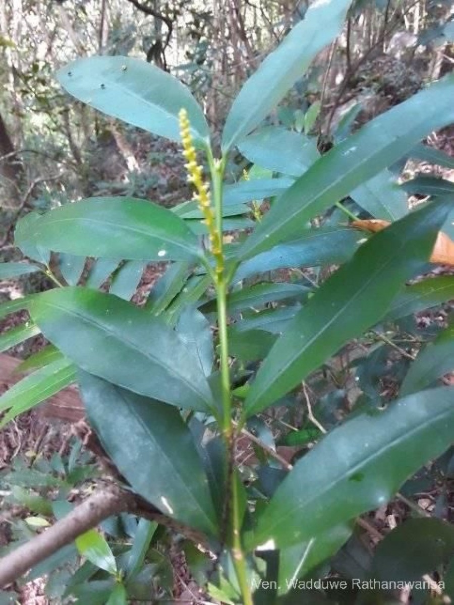 Excoecaria oppositifolia Griff.